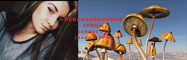 прущие грибы Абаза